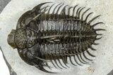 Spiny Comura Trilobite - Ofaten, Morocco #363018-1